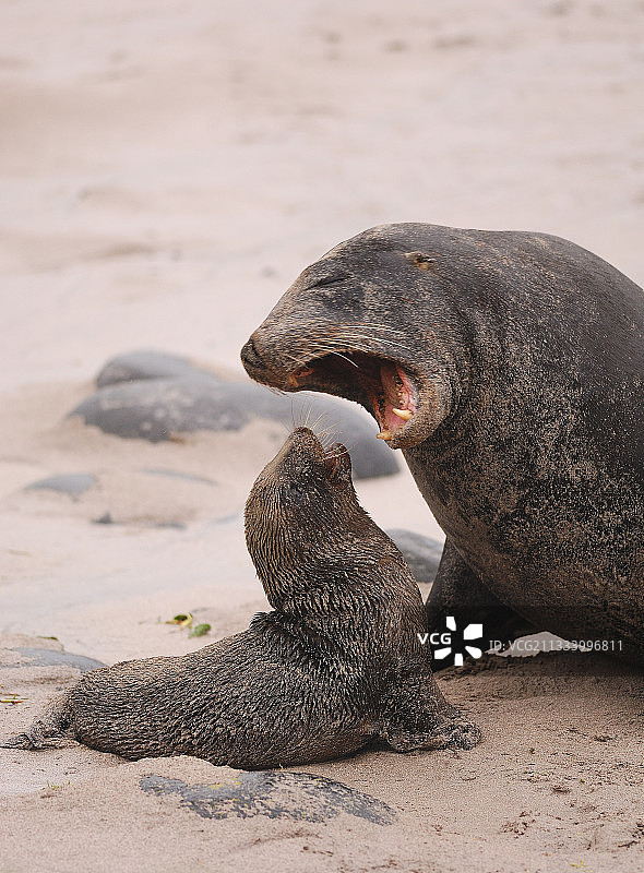 新西兰海狮恐吓幼崽图片素材