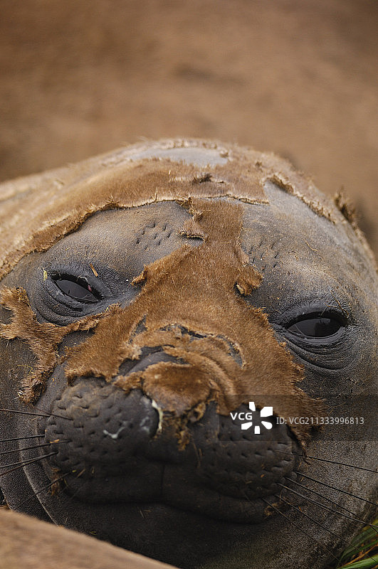 澳大利亚，换毛中的南方象海豹肖像图片素材