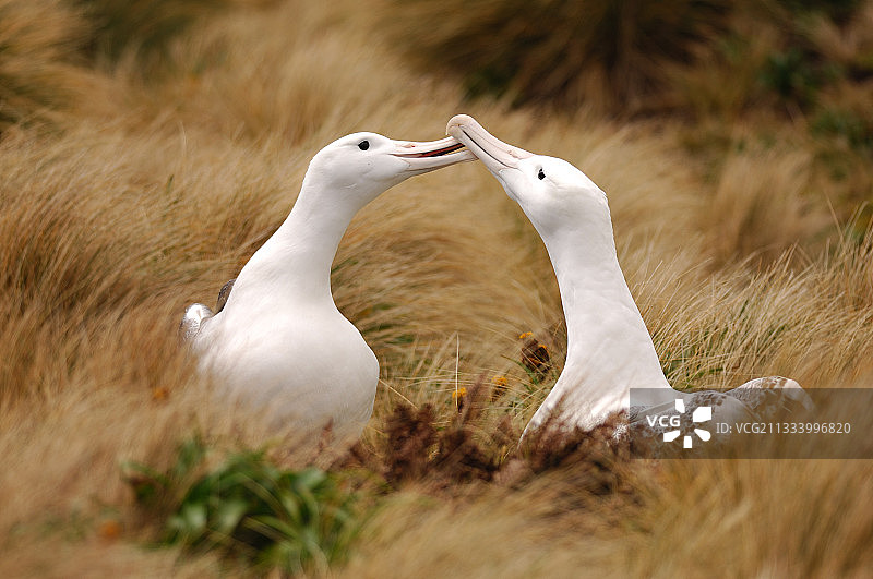 坎贝尔岛上的皇家信天翁，新西兰图片素材