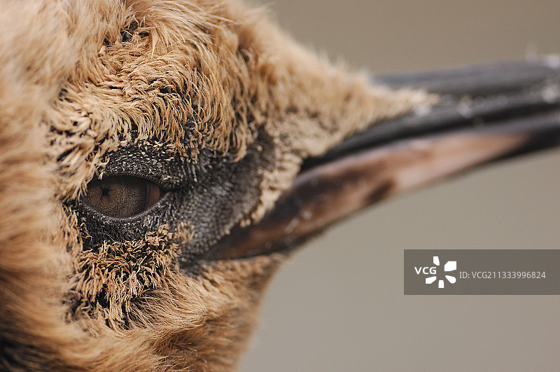 他获得了他的第一件羽毛饰品图片素材