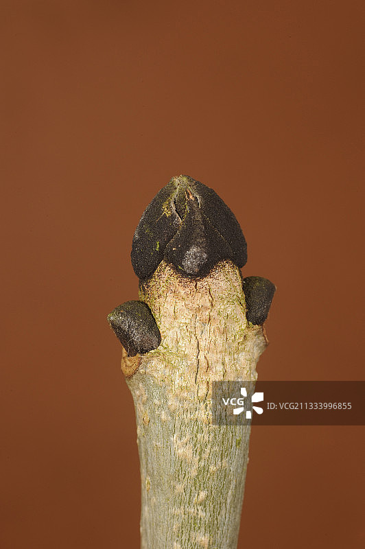 法国欧洲白蜡树的顶芽图片素材