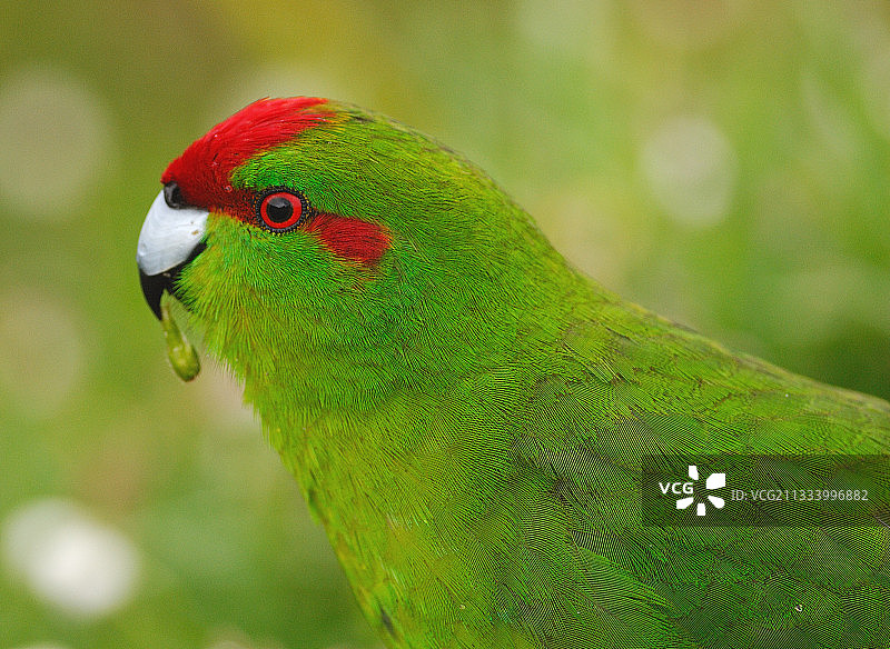 红额长尾鹦鹉在恩德比岛觅食图片素材