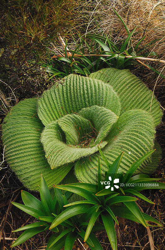 新西兰玛格丽特·坎贝尔岛图片素材