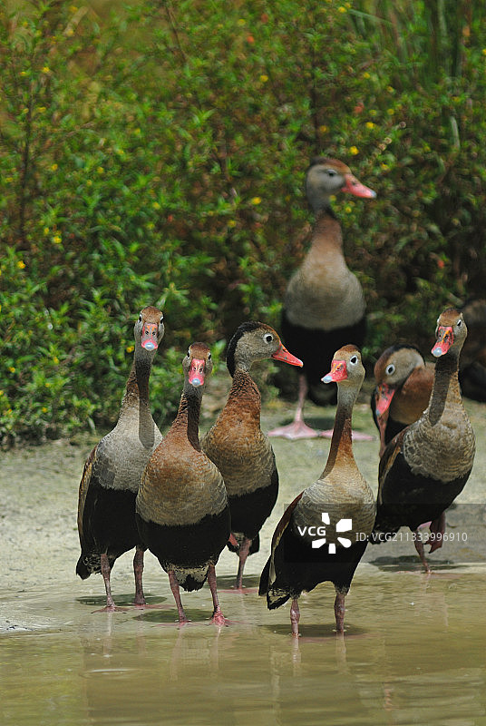 红嘴啸鸭，法属圭亚那涉水图片素材