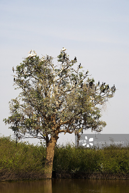 栖息在树上的鸬鹚、鹈鹕和军舰鸟图片素材