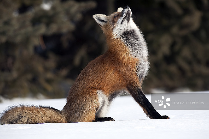 雪地里的红狐，加拿大图片素材