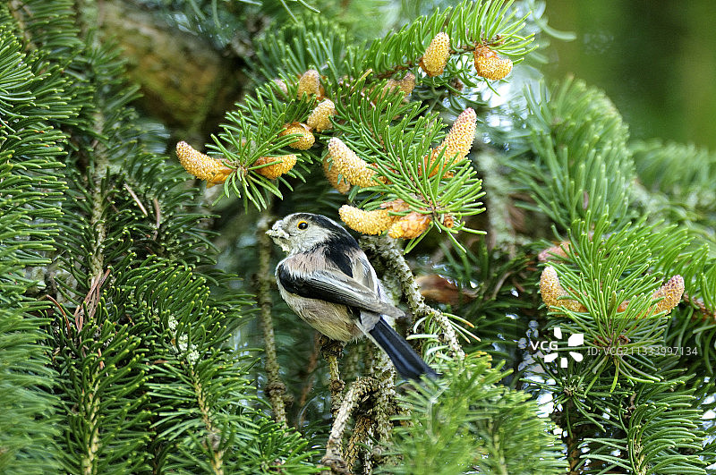 它收集材料准备筑巢图片素材