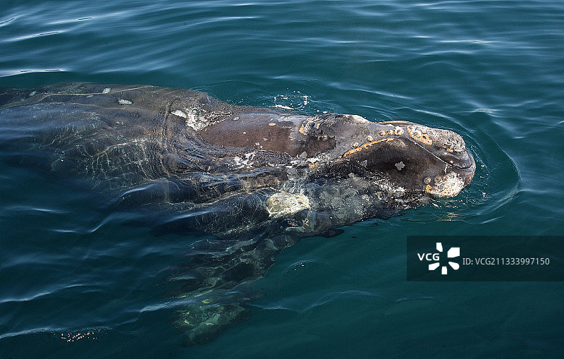 阿根廷瓦尔德斯半岛的南露脊鲸图片素材