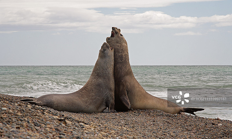 在阿根廷海滩上争斗的南方象海豹图片素材
