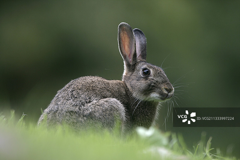 英国秋季的欧洲野兔图片素材