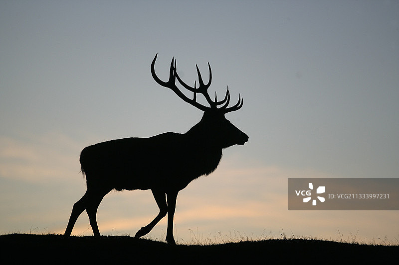 英国莱斯特郡的红鹿图片素材