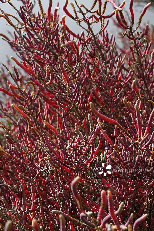法国沿海沼泽中的海蓬子灌木图片素材