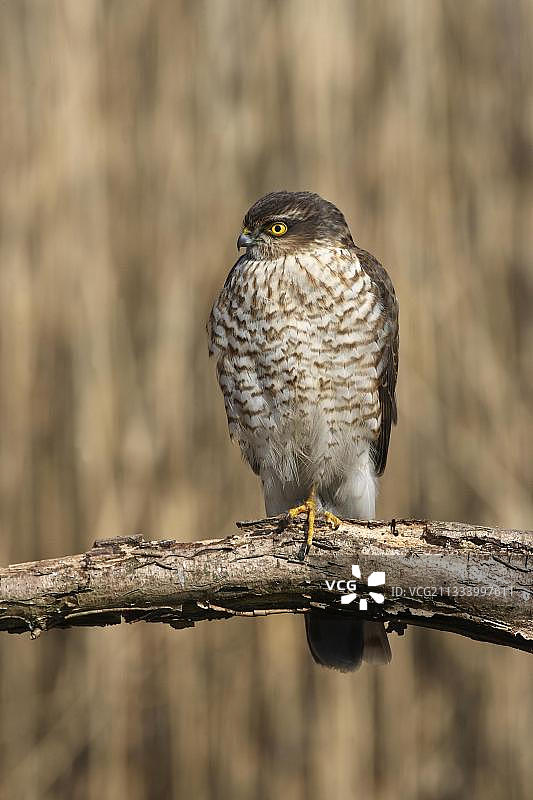 站在枯枝上的雄性欧洲雀鹰图片素材