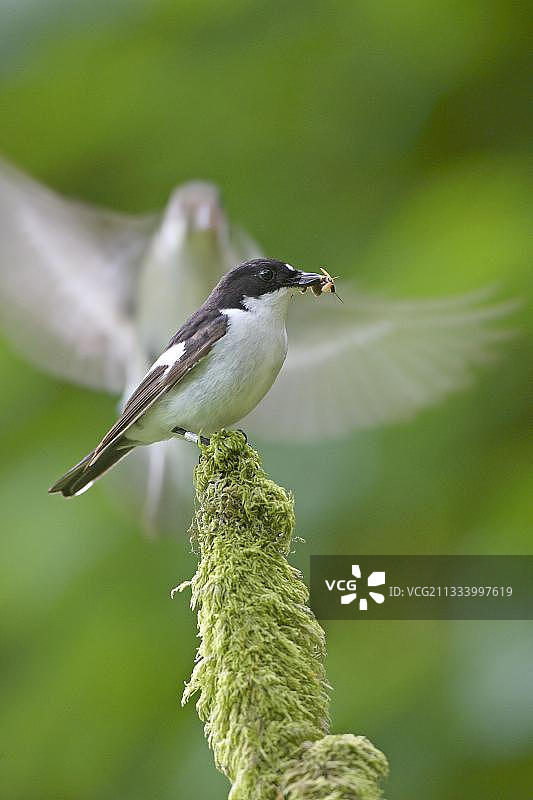 红隼袭击归巢的 flycatcher，鸟喙中满是昆虫，准备喂养雏鸟图片素材