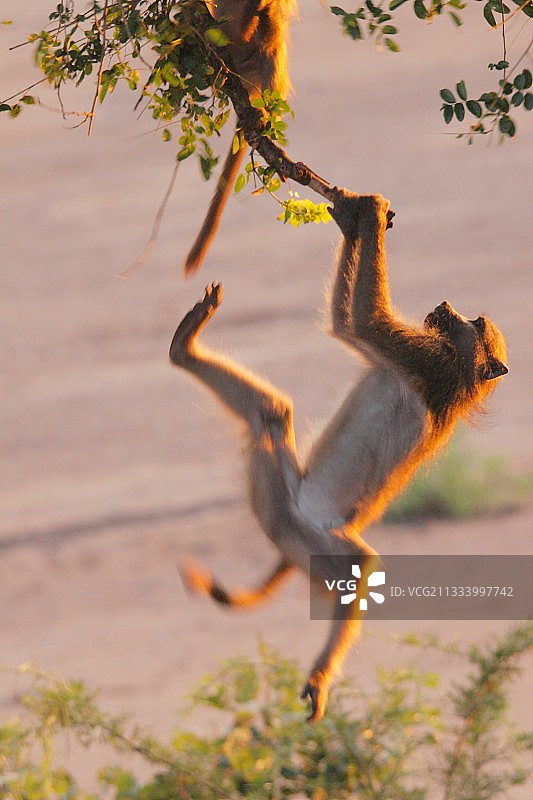 在树上玩耍的豚尾狒狒，克鲁格，南非图片素材