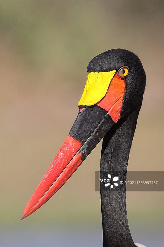 非洲克鲁格鞍嘴鹳肖像图片素材