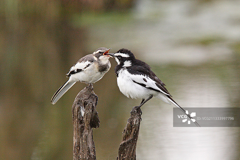 在南非乞食的年轻鹊鸲图片素材