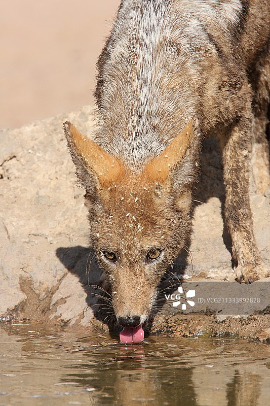 卡拉哈迪的豺狼在水坑边喝水图片素材