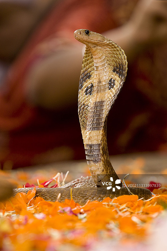 寺庙中的宗教庆典（亚洲眼镜蛇，印度）图片素材