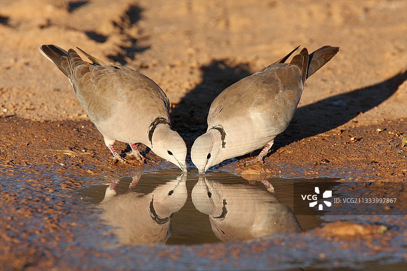 非洲卡拉哈迪，环颈鸽在水边饮水图片素材