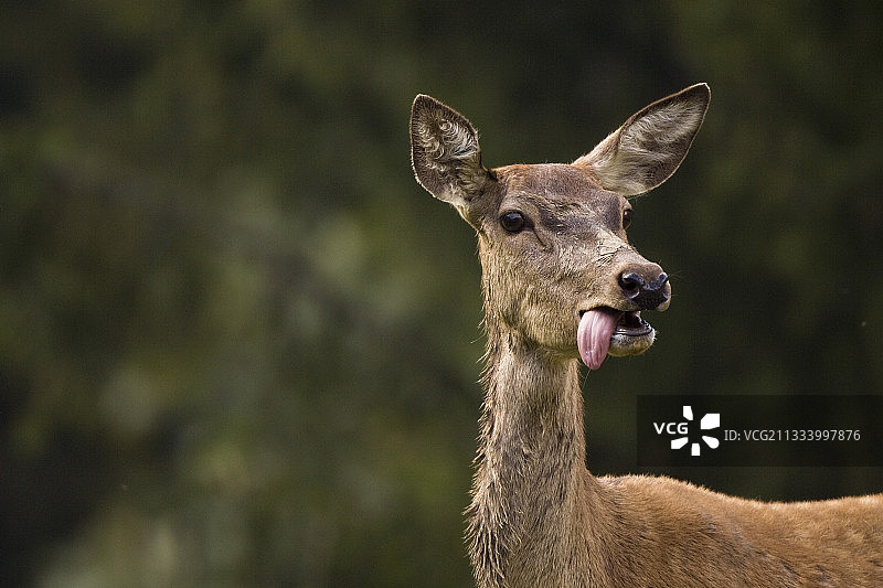 被发情期的雄性追逐图片素材