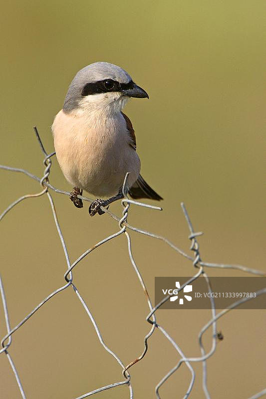 雄性红背伯劳鸟站在希腊的篱笆上图片素材