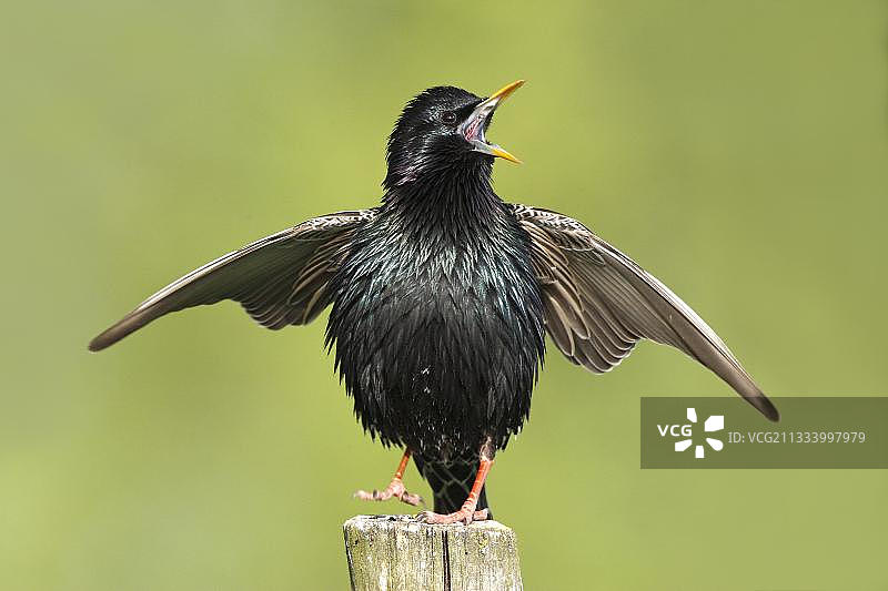 在柱子上鸣叫的欧亚椋鸟图片素材