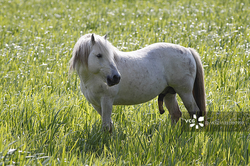 在法国湿地中直立的卡玛格马图片素材