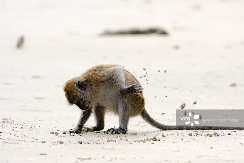 泰国塔鲁岛国家公园沙中食蟹猕猴图片素材