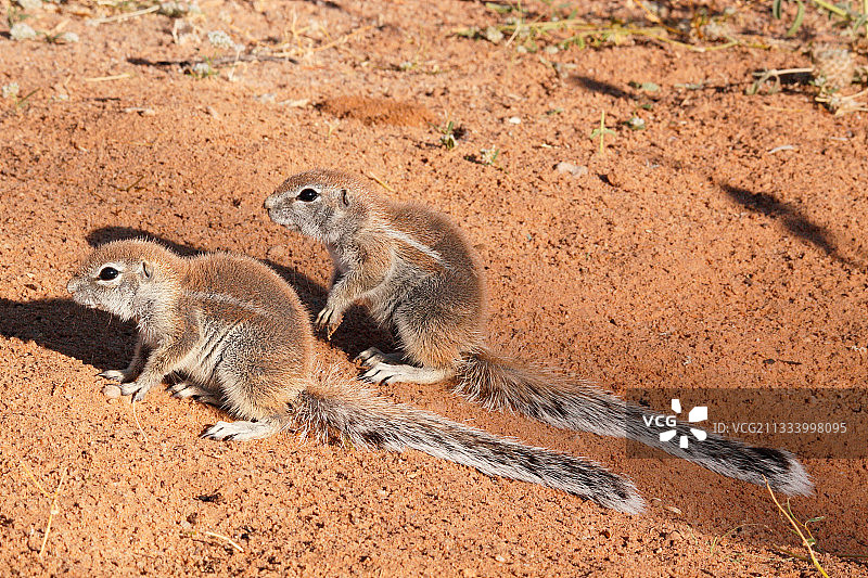 卡拉哈迪沙漠中正在享受清晨温暖的南非地松鼠图片素材