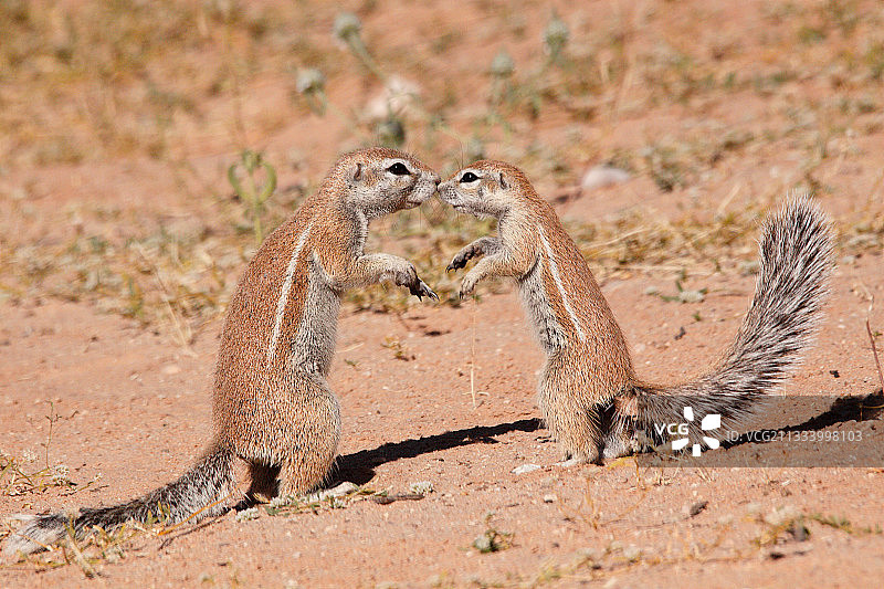 卡拉哈迪的南非地松鼠图片素材