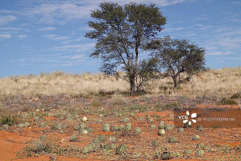卡拉哈里沙漠甜瓜图片素材