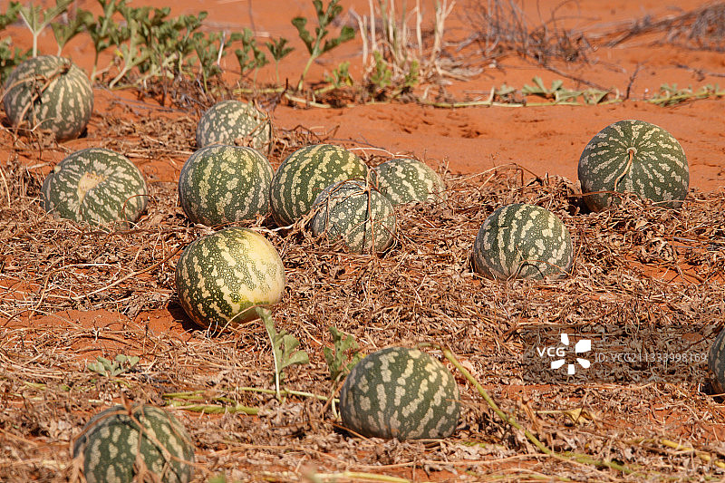 卡拉哈里沙漠甜瓜图片素材