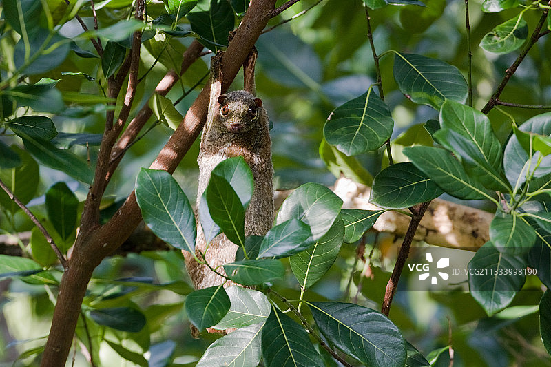 泰国塔鲁套国家公园的菲律宾飞狐猴图片素材