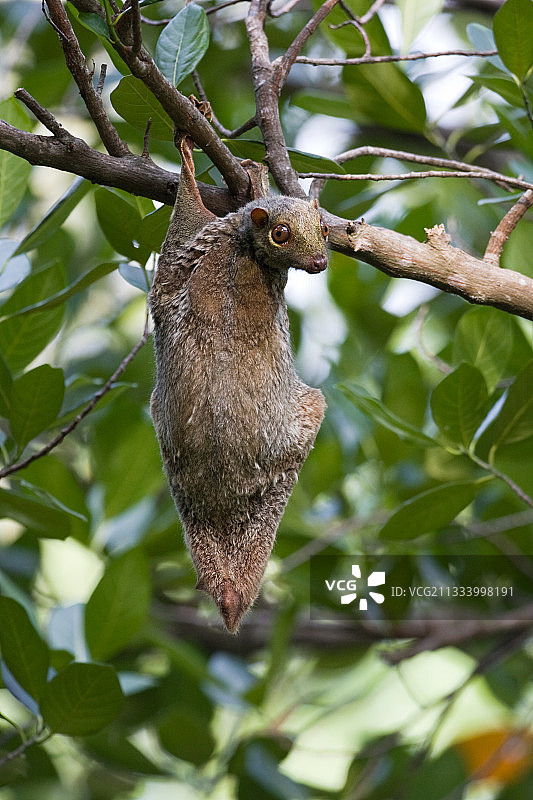泰国塔鲁套国家公园的菲律宾飞狐猴图片素材