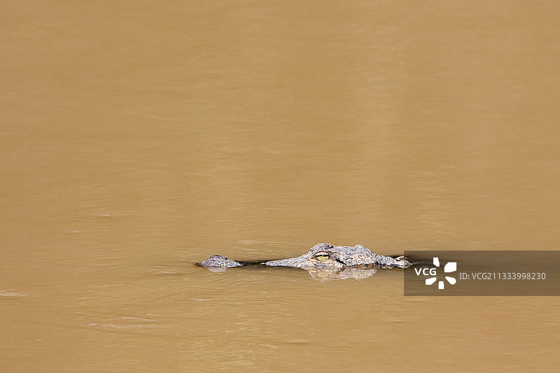 巴尔迪国家公园水中的沼泽鳄鱼图片素材