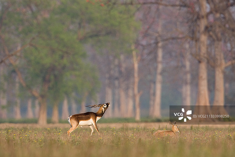 尼泊尔巴尔迪亚国家公园的雄性和雌性黑羚图片素材