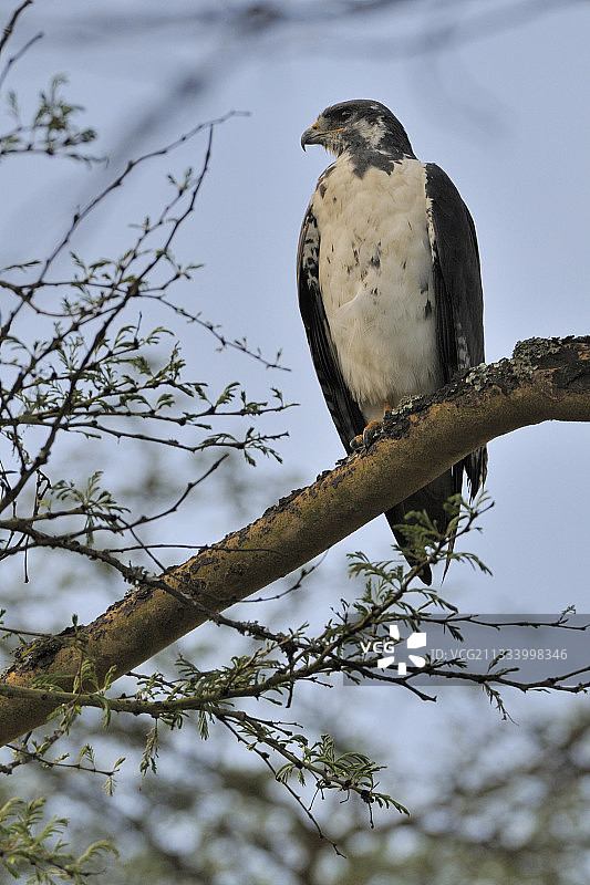肯尼亚马赛马拉草原上的非洲棕翅鹫图片素材
