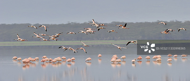 肯尼亚纳库鲁湖的小火烈鸟图片素材