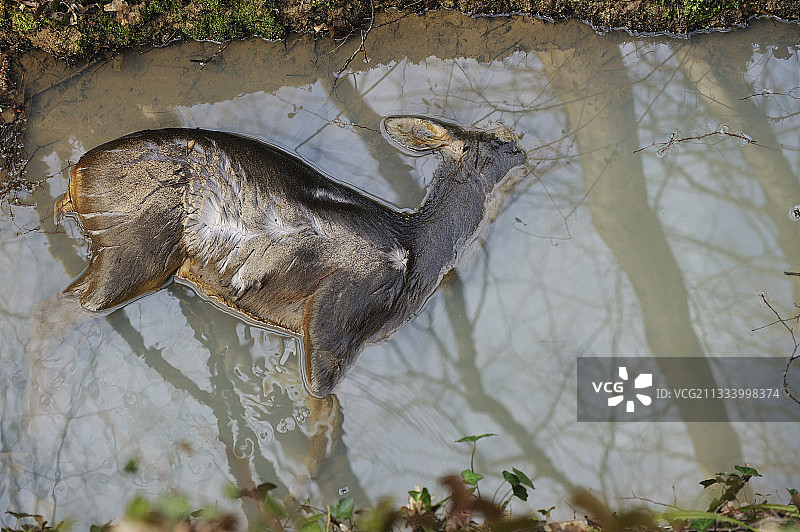 冬季法国水中的欧洲狍鹿尸体图片素材