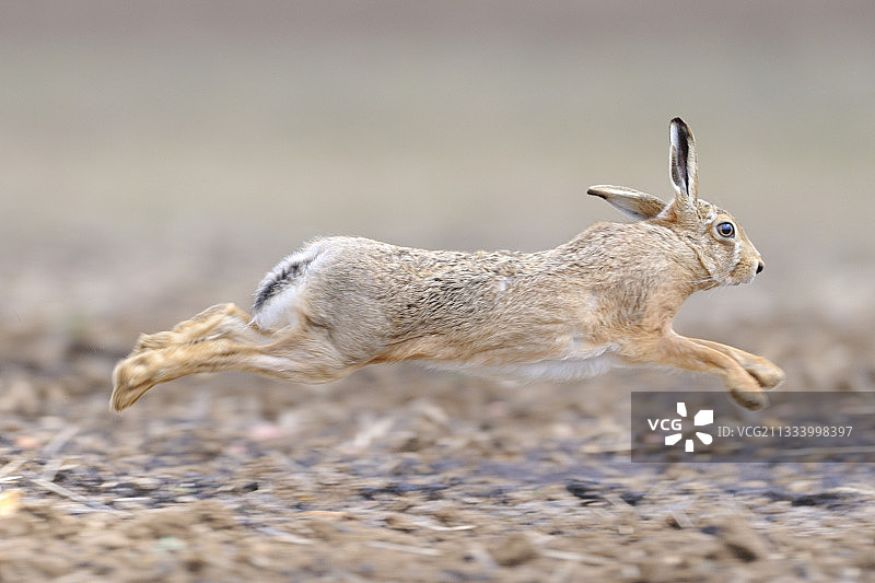 在法国诺曼底草地上奔跑的欧洲野兔图片素材