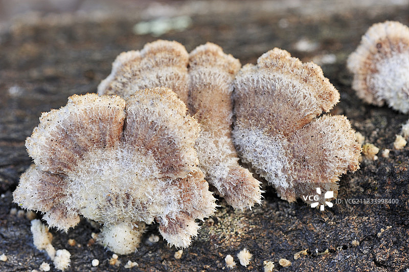 冬季法国的裂褶菌图片素材