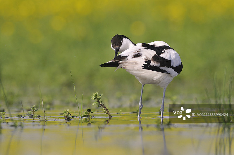在法国清理羽毛的反嘴鹬图片素材