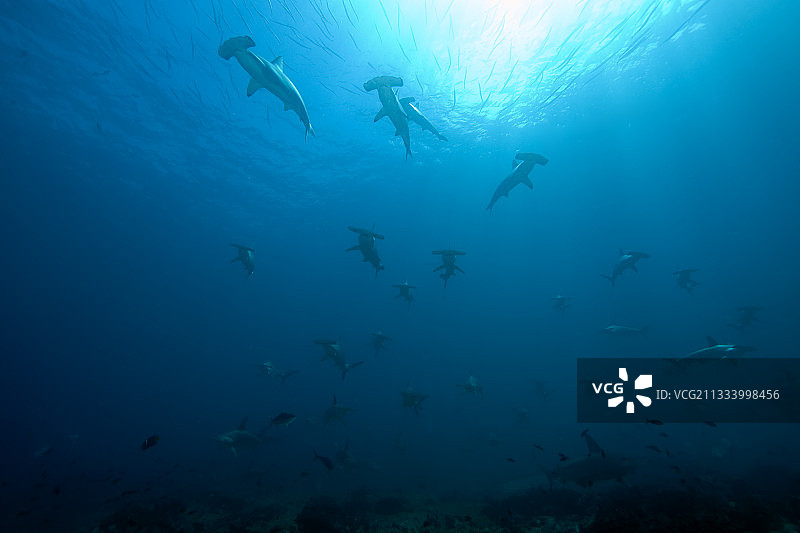 哥伦比亚马尔佩洛岛扇形锤头鲨群图片素材