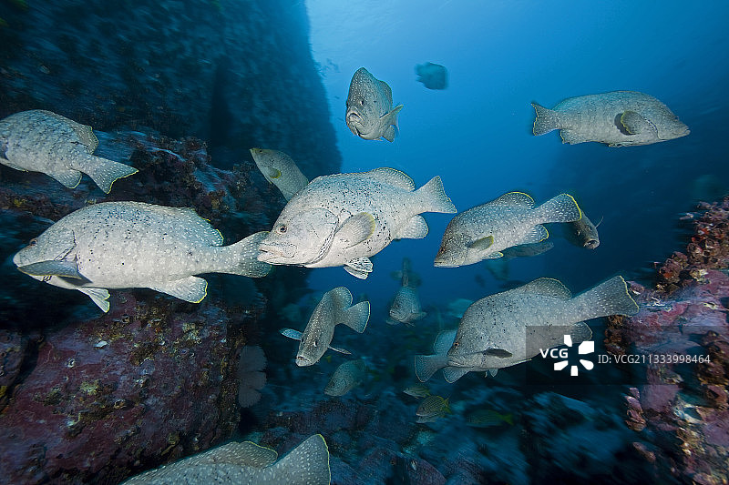 哥伦比亚马尔佩洛岛的勒瑟鲈鱼群图片素材