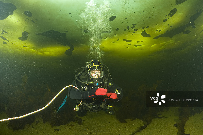 在俄罗斯卡累利阿白海的冰下水肺潜水图片素材