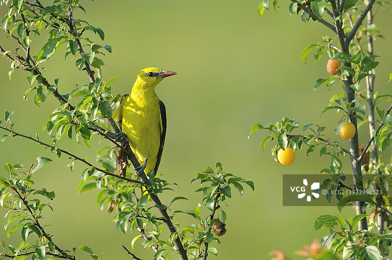 夏季罗马尼亚李子树上的欧亚金莺图片素材
