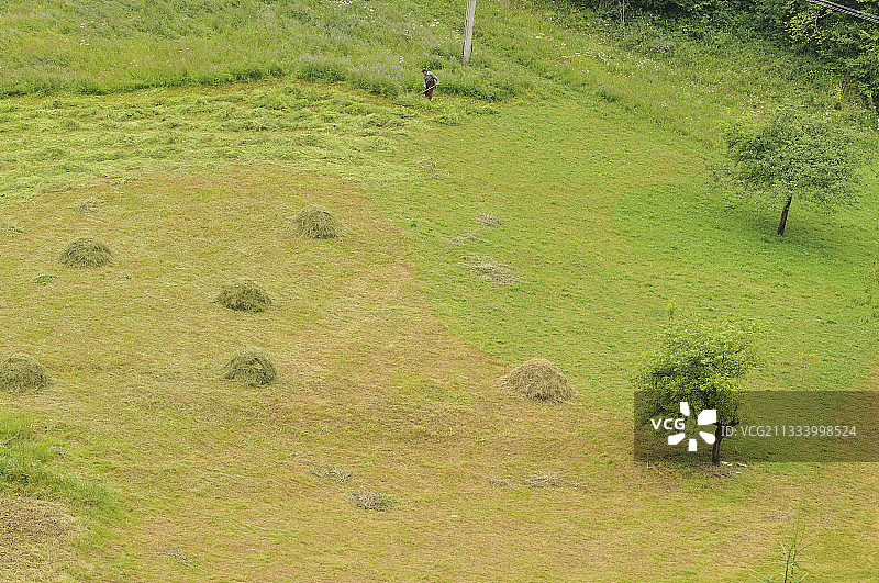 农民在罗马尼亚阿普塞尼山脉用镰刀割草图片素材