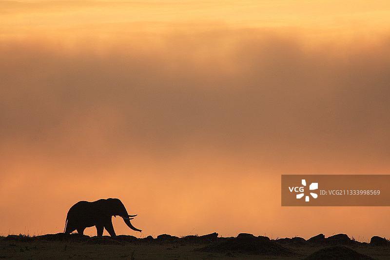 马赛马拉国家保护区日出时的非洲象，肯尼亚图片素材