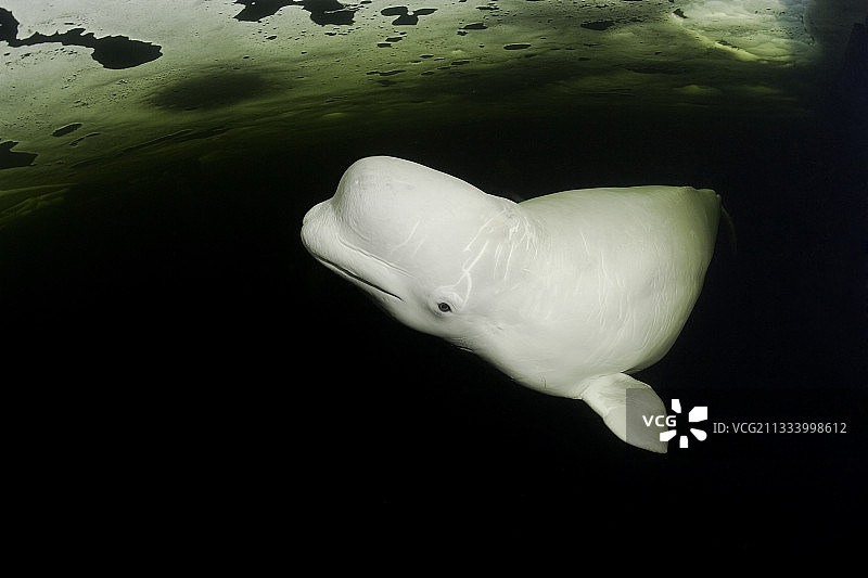 俄罗斯白海卡累利阿，白鲸在冰下游泳图片素材
